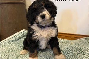 Franny - puppy for sale