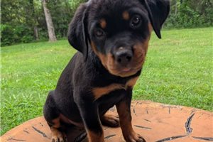 Jamie - Rottweiler for sale