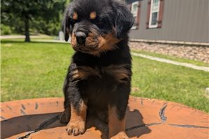 Jackson - Rottweiler for sale
