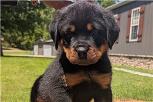 Jagger - puppy for sale