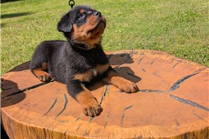 Jade - puppy for sale