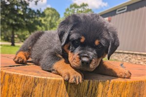 Jamie - Rottweiler for sale