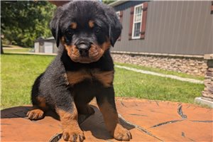 Gus - puppy for sale