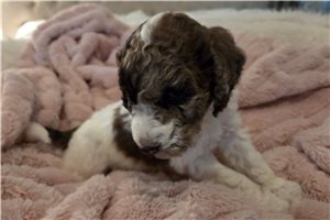 Amiyah - Poodle, Standard for sale