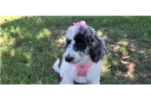 Alea - Poodle, Standard for sale