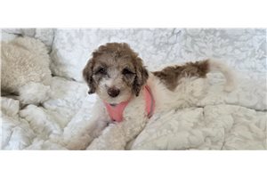 Ashley - Poodle, Standard for sale