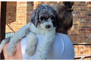 Athena - Poodle, Standard for sale