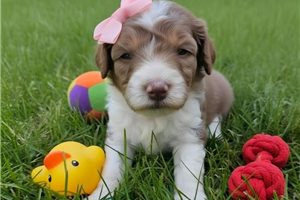 Ashley - Poodle, Standard for sale