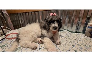 Athena - Poodle, Standard for sale
