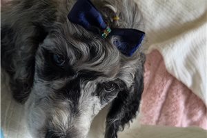 Athena - Poodle, Standard for sale