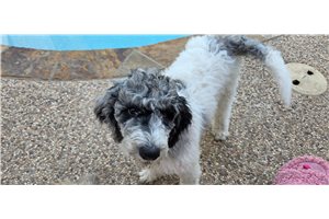 Athena - puppy for sale