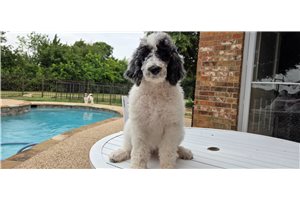 Alea - Poodle, Standard for sale
