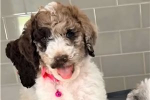 Amiyah - Poodle, Standard for sale