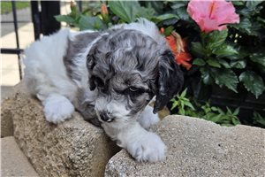 Athena - Poodle, Standard for sale