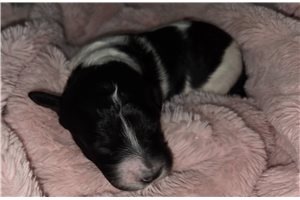 Arrow - puppy for sale