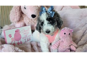 Alea - Poodle, Standard for sale