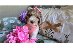 Ashley - Poodle, Standard for sale