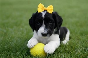 Arrow - Poodle, Standard for sale