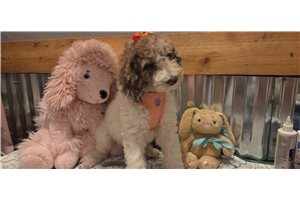 Ashley - Poodle, Standard for sale
