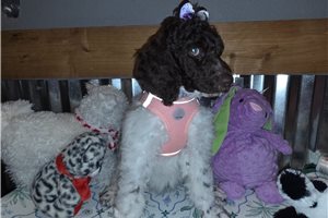 Abigail - Poodle, Standard for sale