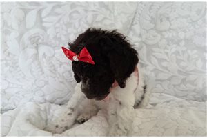 Abigail - Poodle, Standard for sale