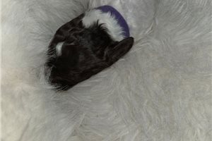 Abigail - puppy for sale