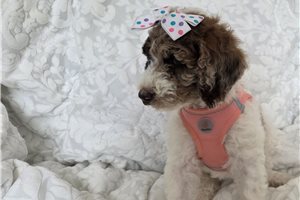 Amiyah - Poodle, Standard for sale