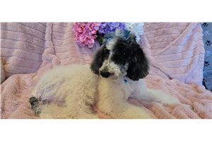 Bella - puppy for sale