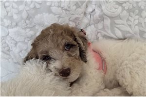 Ashley - Poodle, Standard for sale