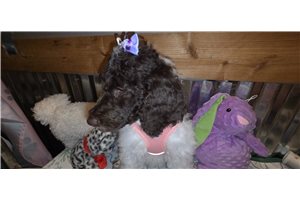 Abigail - Poodle, Standard for sale