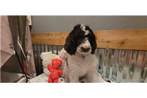 Atticus - Poodle, Standard for sale