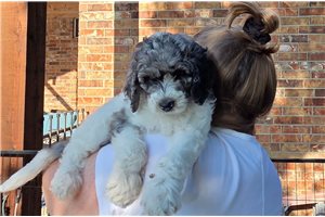 Athena - Poodle, Standard for sale