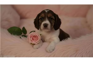 Athena - Poodle, Standard for sale