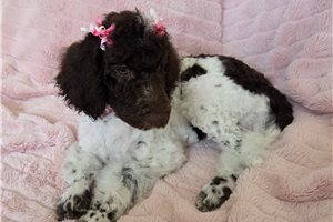 Dolly - puppy for sale