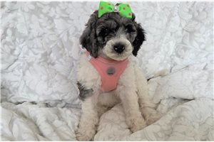 Athena - Poodle, Standard for sale