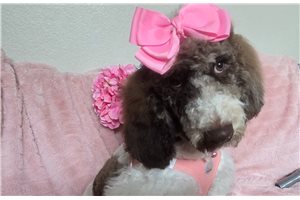 Barbie - Poodle, Standard for sale