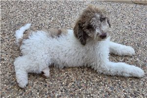 Coco - Poodle, Standard for sale