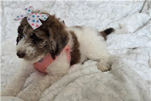 Amiyah - Poodle, Standard for sale