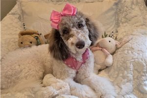 Coco Channel - Standard Poodle for sale