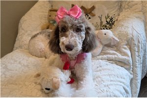 Coco Channel - Poodle, Standard for sale
