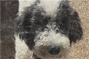 Bella - Standard Poodle for sale