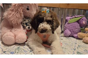 Amiyah - Poodle, Standard for sale