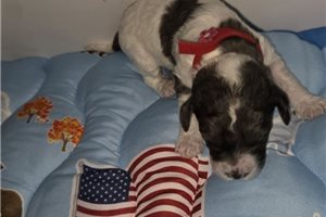 Athena - puppy for sale