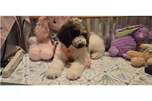 Amiyah - Poodle, Standard for sale