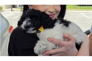 Arrow - Poodle, Standard for sale