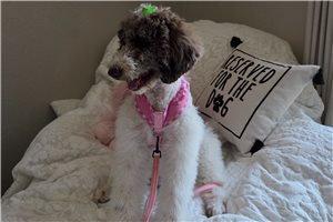 Paris - Poodle, Standard for sale