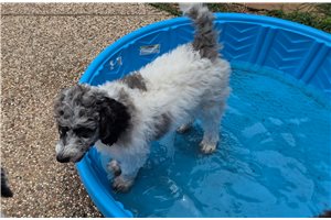 Athena - Poodle, Standard for sale