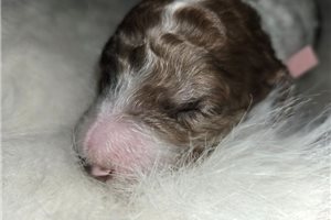 Amiyah - puppy for sale