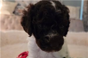 Abigail - Poodle, Standard for sale