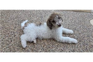 Ashley - Poodle, Standard for sale